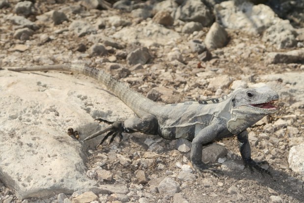 2016-05-01 Mexiko (34)