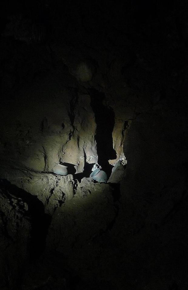 The bones sparkle from calcification (2)